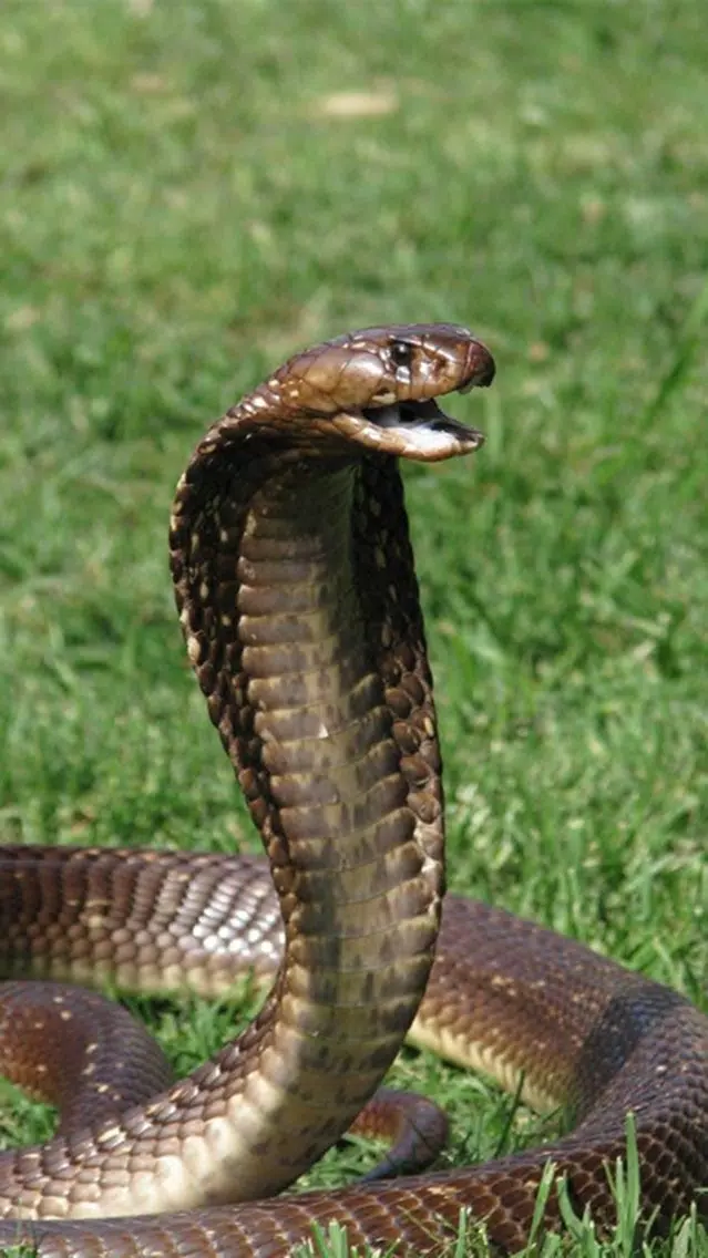 Snake Scare Prank - Prank girls with scary snake Screenshots