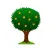 Mango Tree