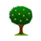 Mango Tree