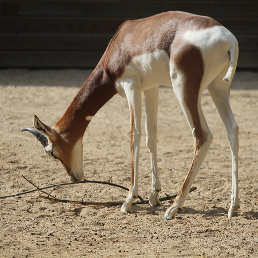 Antelope wallpaper Antelope wallpaper