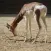 Antelope wallpaper