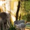 Jungle Animals Attack-Elephant Simulator Game