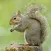 Squirrel Hunter Diaries