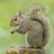 Squirrel Hunter Diaries