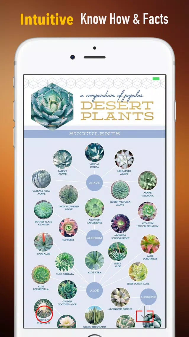 Succulents Plant for Beginners:Care Tips and Guide Screenshots
