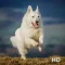 White German Shepherd