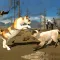 Cat Survival Simulator