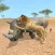 Rhino Survival Simulator