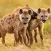 The Hyena