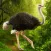 The Ostrich