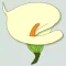 Springtime Flowers