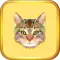 Kitten Cat Coloring Book for Kids Game Preschool