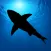 Megalodon