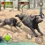 Wolf Game: Wild Animal Sim 3D