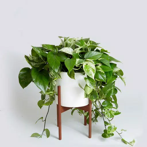 Grow Houseplants Guide-Tips and Beginners Grow Houseplants Guide-Tips and Beginners