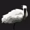 Xuan Thuy Birds