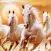 Horse Wallpaper HD