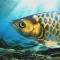 Arowana raising from fry