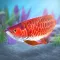 My Asian arowana Aquarium