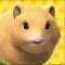 Play with your hamster