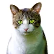 Figurinhas de Gatos
