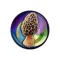 My Mushroom Log