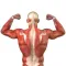 Muscles: Quiz & Reference