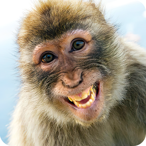 Animals Laughing Stickers