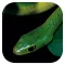 eSnakes of Southern Africa