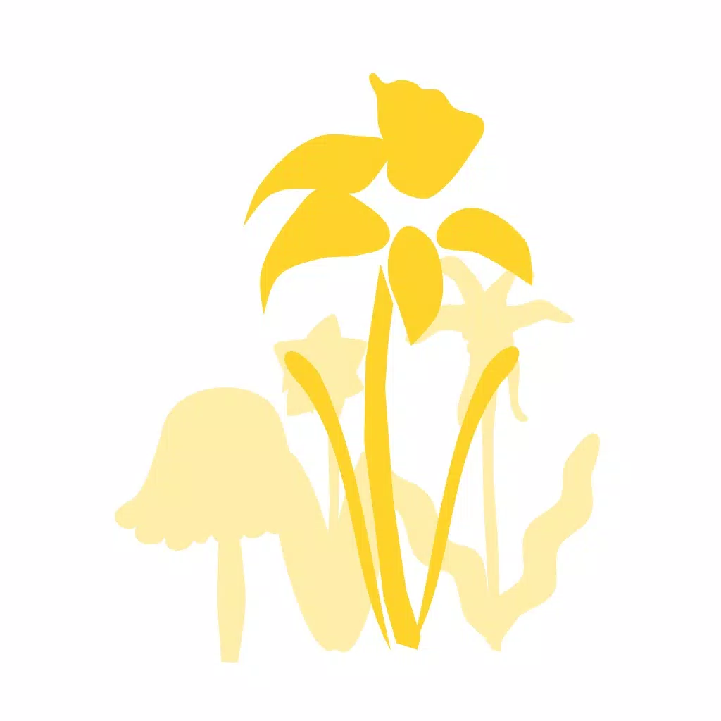 Daffodil Mutator