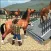 Animal Transporting Truck 2018