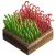Red Weed