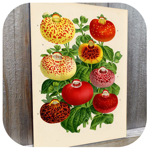Botanical Art Painting Ideas Botanical Art Painting Ideas