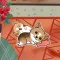 Cool Little Corgi