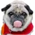 Real Pug Stickers