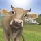 Funny games fun on the farm
