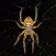 Spiders 2.0