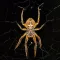 Spiders 2.0