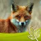 Fuchs Jagd