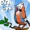 Birdsong Quiz