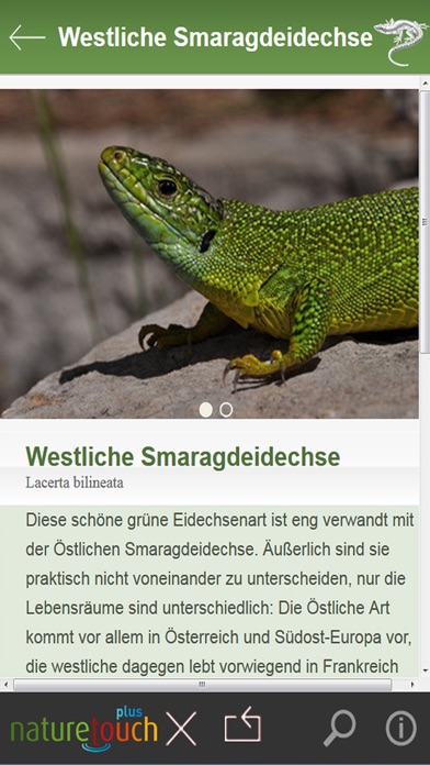 Schlangen, Eidechsen, Schildkröten bestimmen স্ক্রিনশট