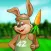 Rabbit Sports