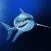 Sharks of the World