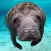 Manatees