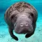 Manatees