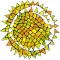Walka’s Eye Candy Stars