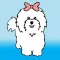 My Coton Dog