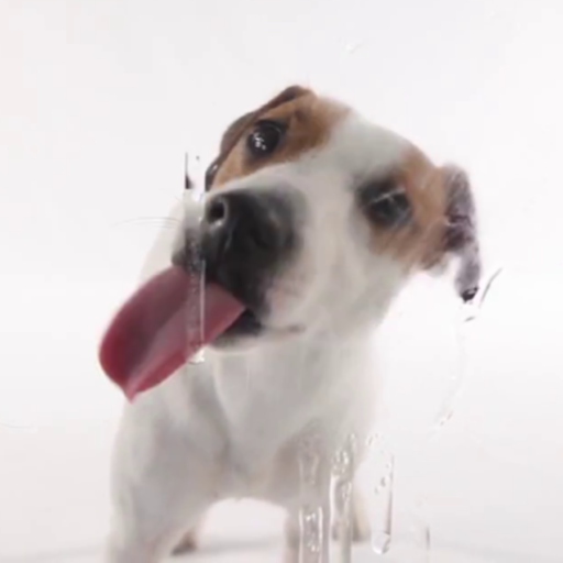 Dog Licks Screen Video Theme