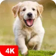 Dog Wallpapers & Puppy 4K Dog Wallpapers & Puppy 4K