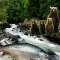 Guzzling Grizzlies